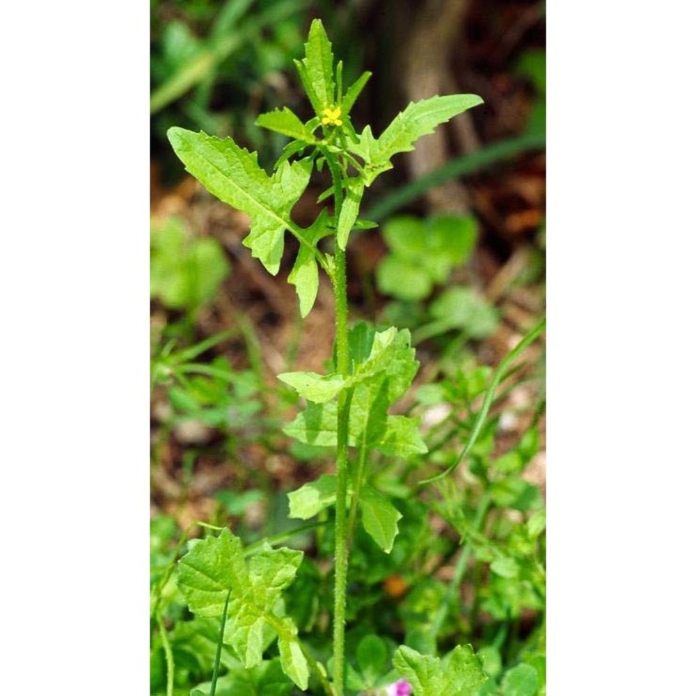 sisymbrium orientale l.