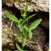 sisymbrium orientale l.