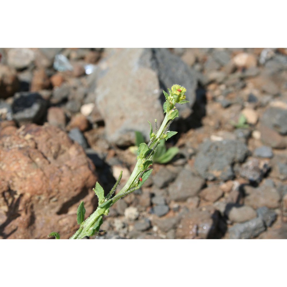 sisymbrium polyceratium l.