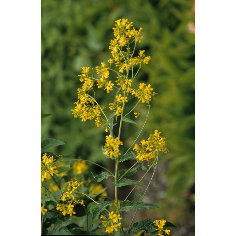 sisymbrium strictissimum l.