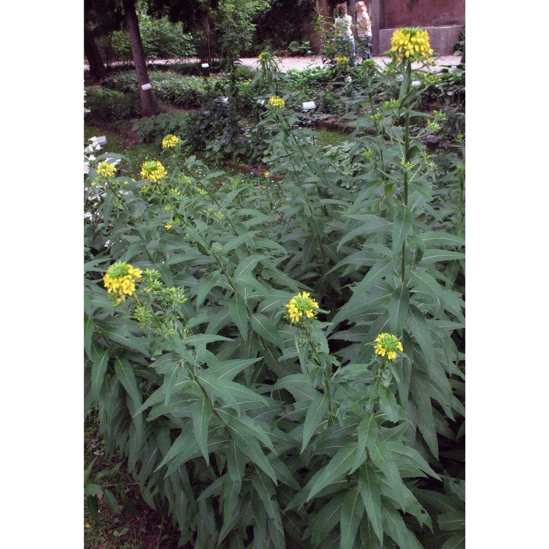 sisymbrium strictissimum l.