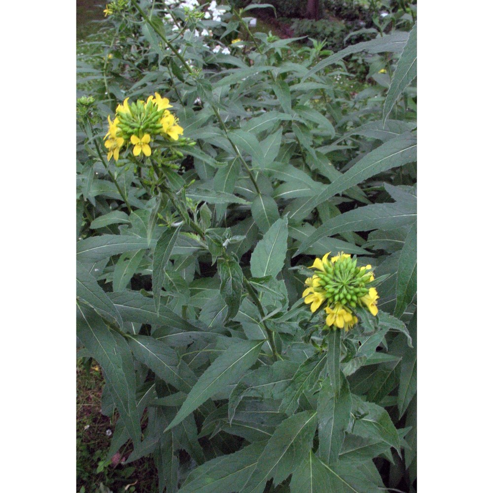 sisymbrium strictissimum l.