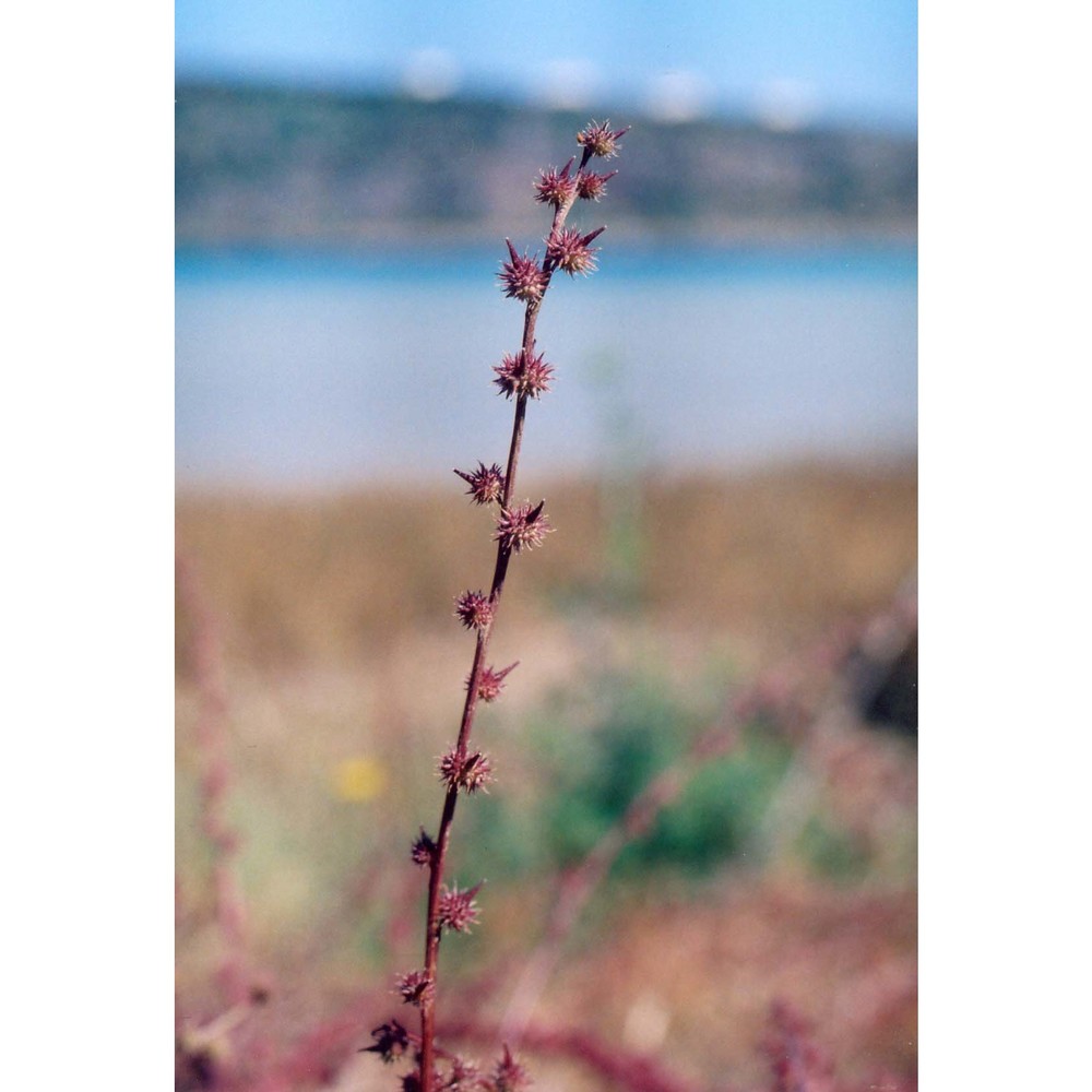 succowia balearica (l.) medik.