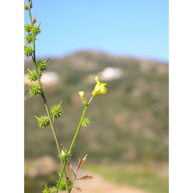 succowia balearica (l.) medik.