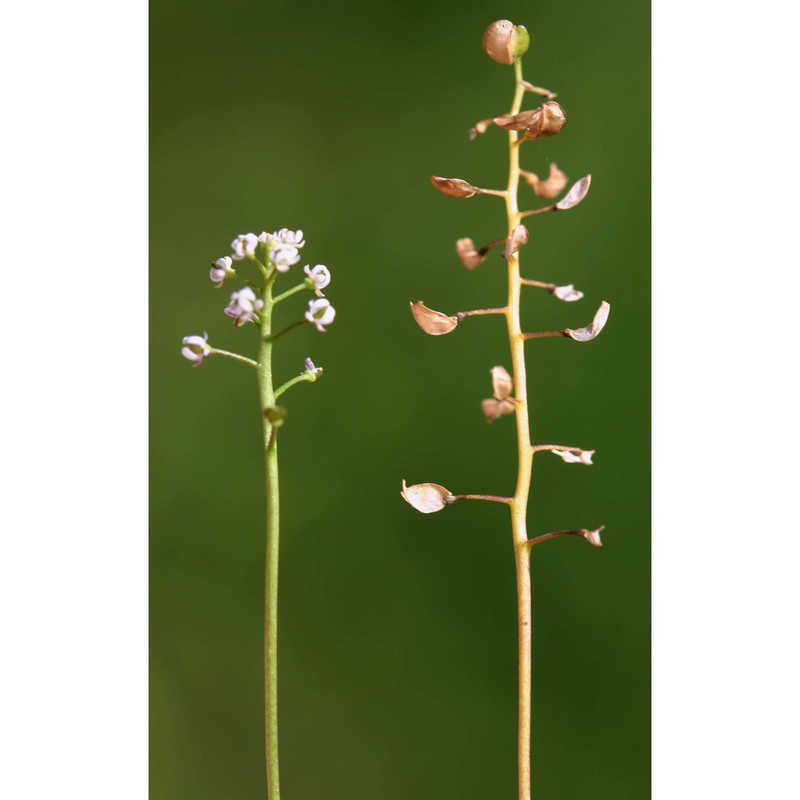 teesdalia coronopifolia (j. p. bergeret) thell.