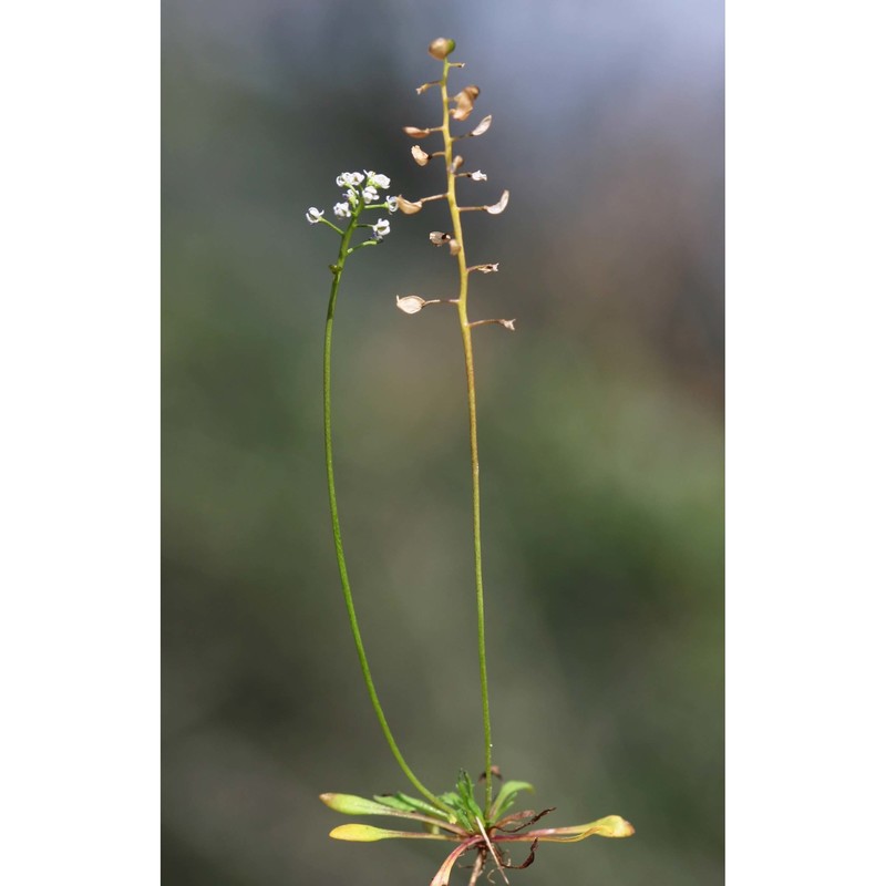 teesdalia coronopifolia (j. p. bergeret) thell.