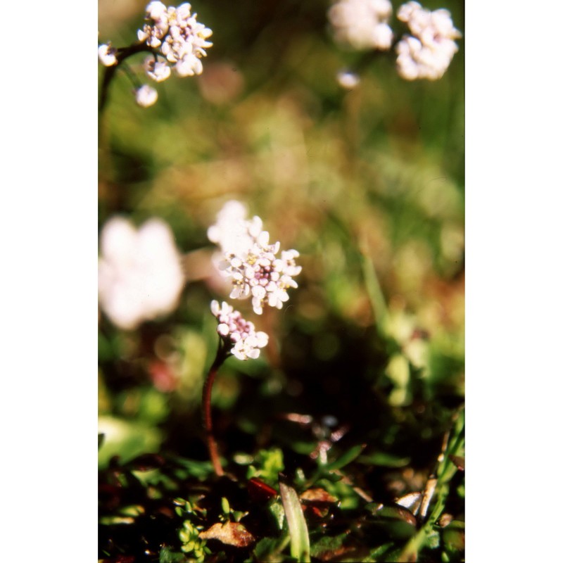 teesdalia coronopifolia (j. p. bergeret) thell.