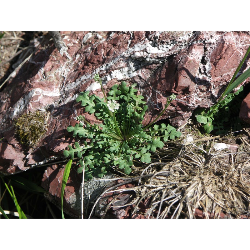 teesdalia nudicaulis (l.) w. t. aiton