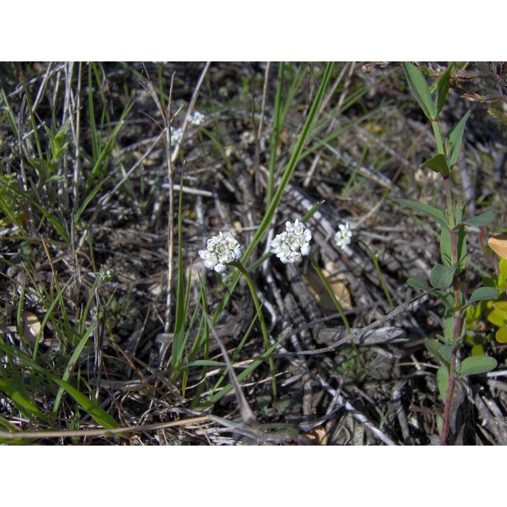 teesdalia nudicaulis (l.) w. t. aiton