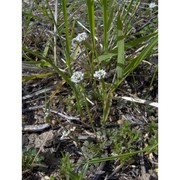 teesdalia nudicaulis (l.) w. t. aiton