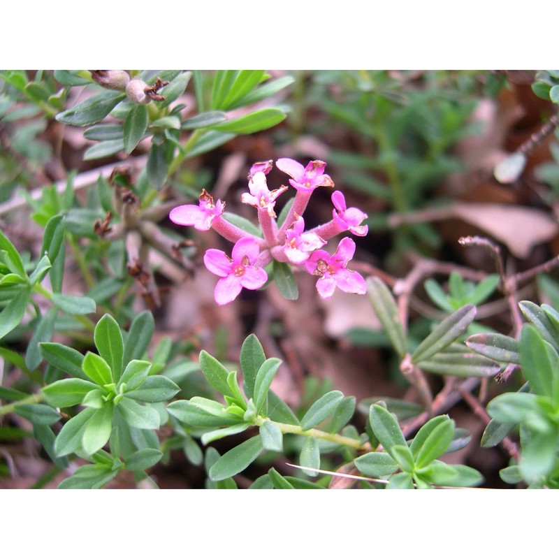 daphne cneorum l. subsp. cneorum