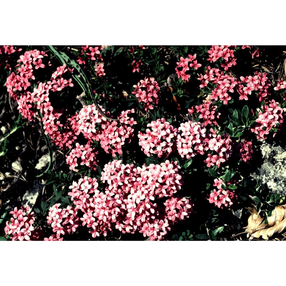 daphne cneorum l. subsp. cneorum