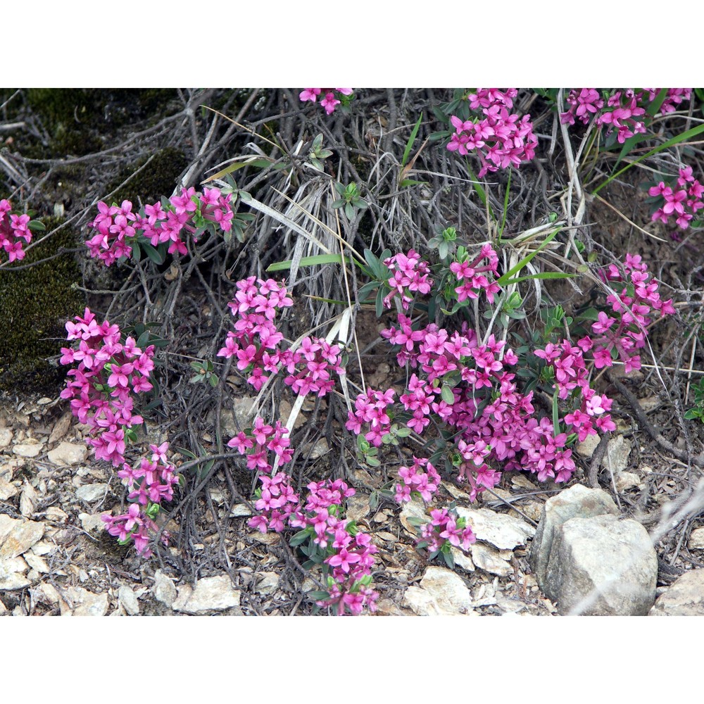 daphne cneorum l. subsp. cneorum