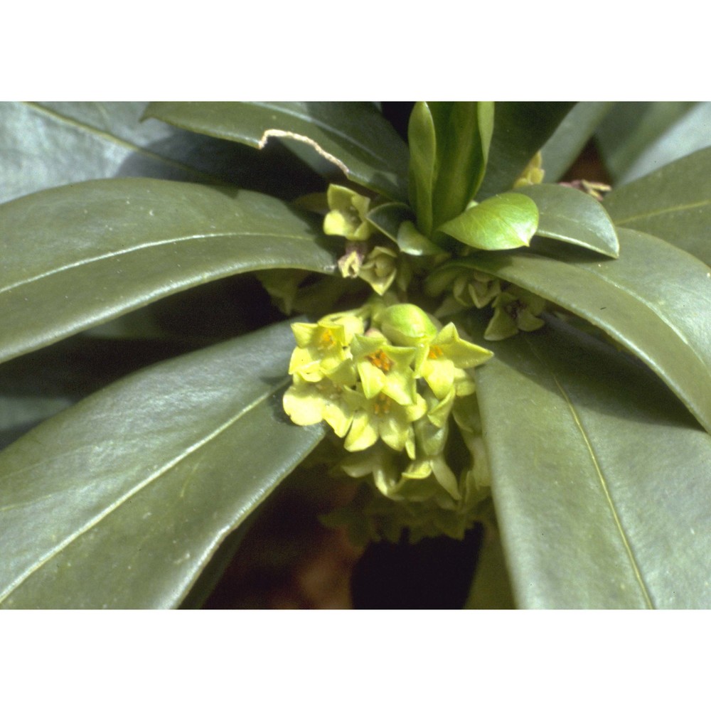 daphne laureola l.