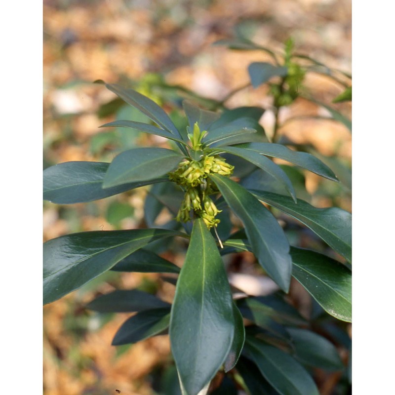 daphne laureola l.