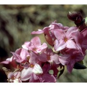 daphne mezereum l. subsp. mezereum