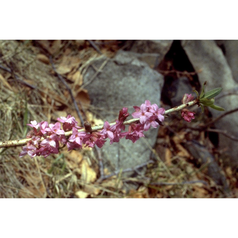 daphne mezereum l. subsp. mezereum