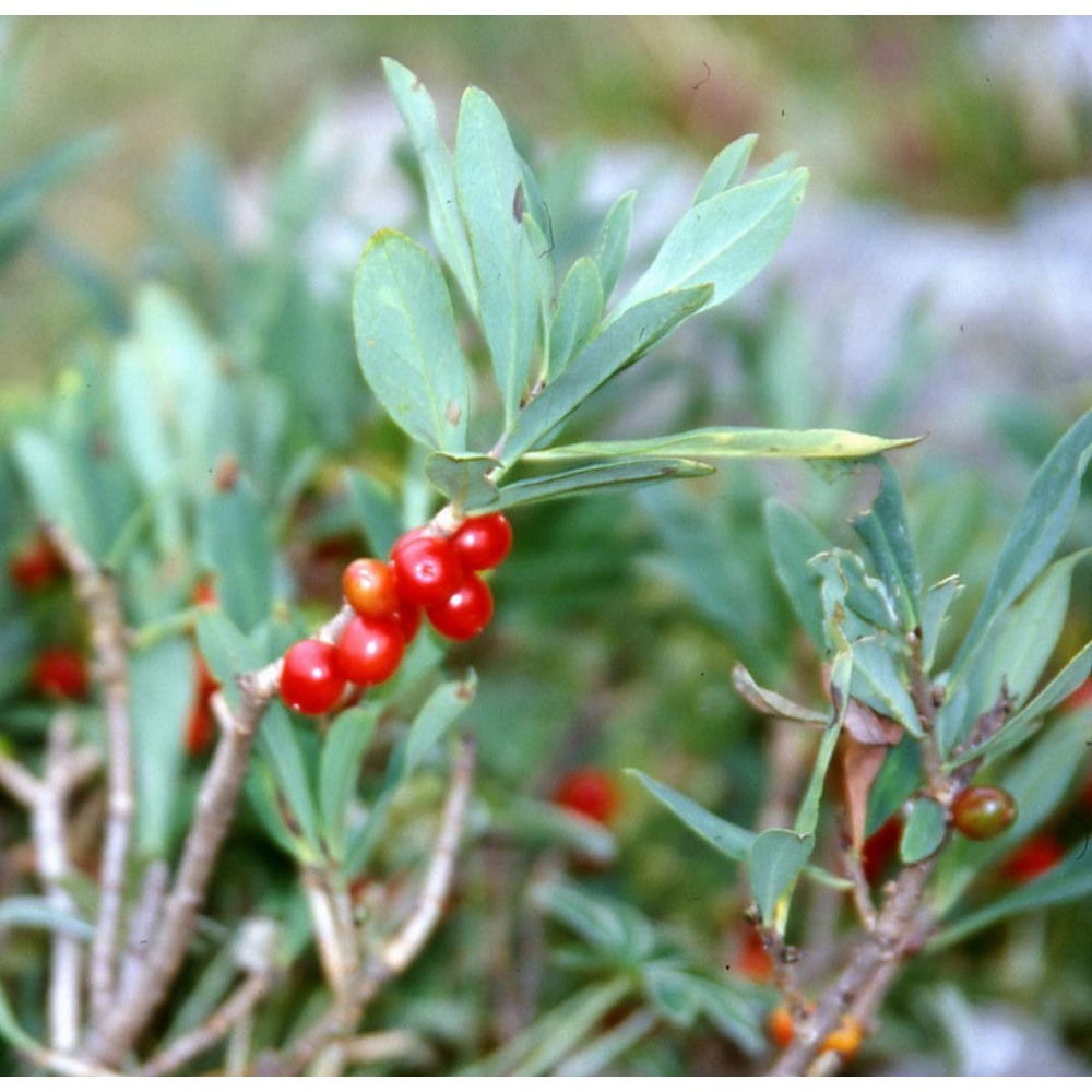 daphne mezereum l. subsp. mezereum