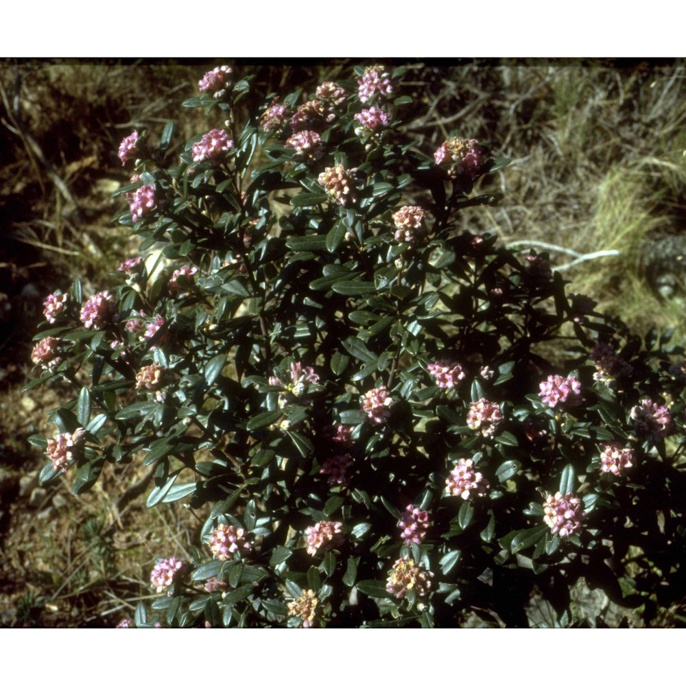 daphne sericea vahl subsp. sericea