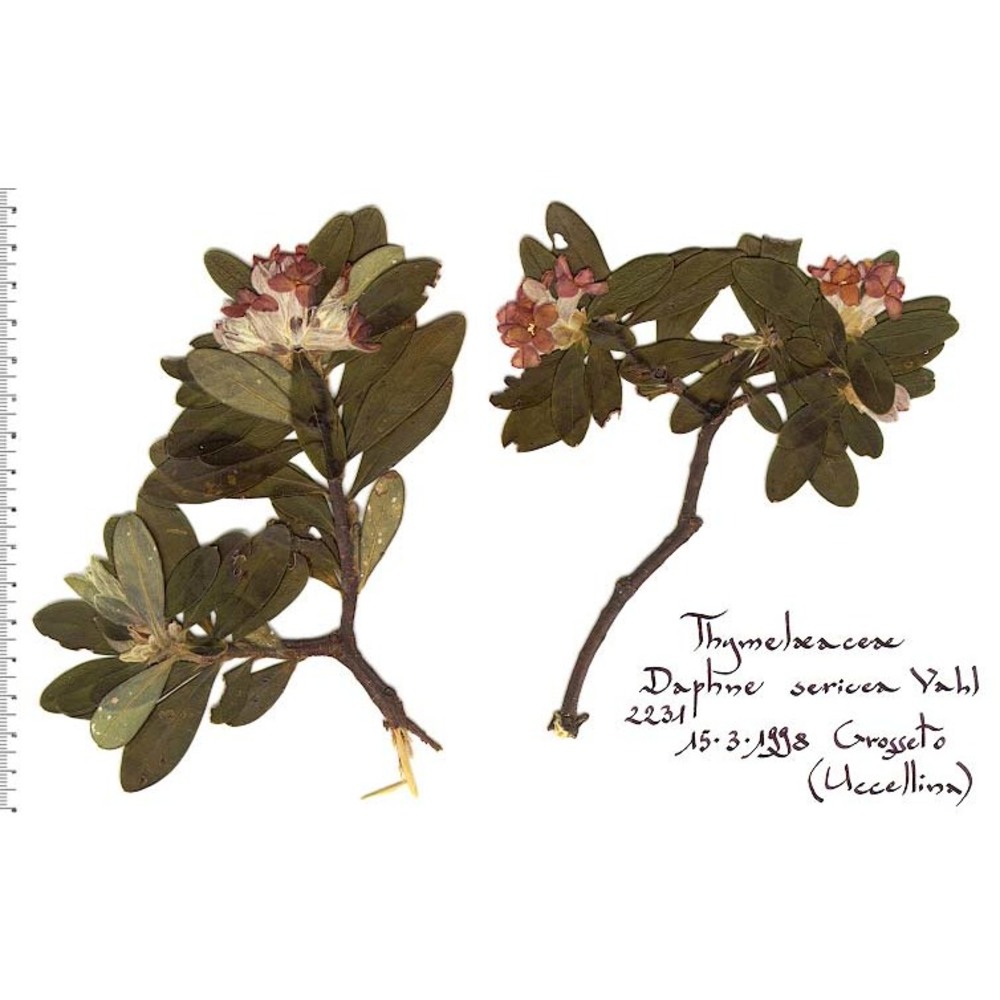 daphne sericea vahl subsp. sericea