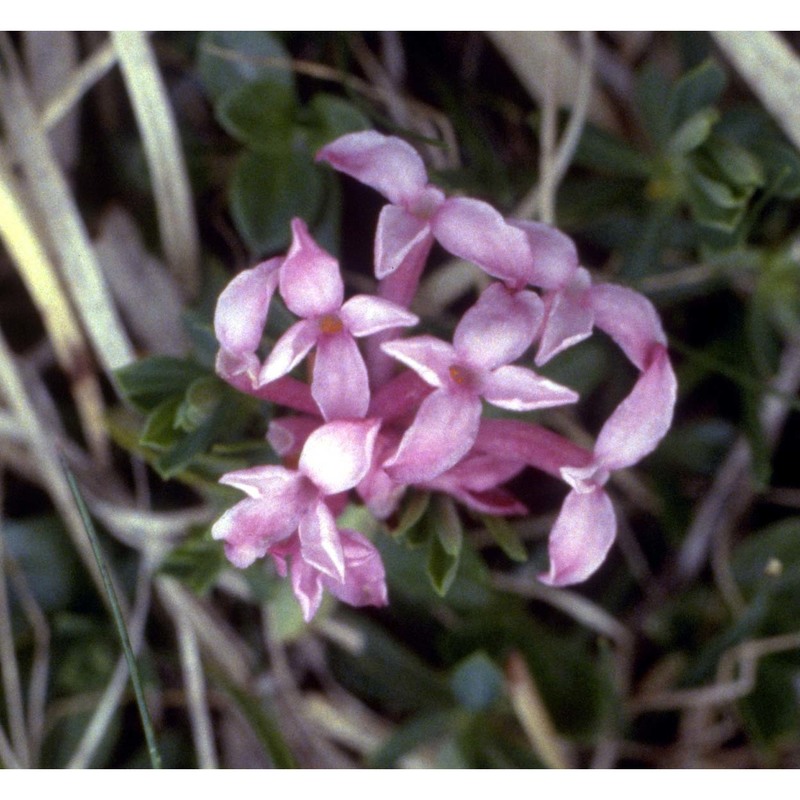 daphne striata tratt.