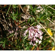 daphne striata tratt.