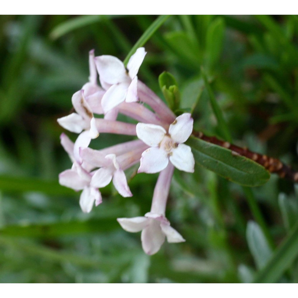 daphne striata tratt.