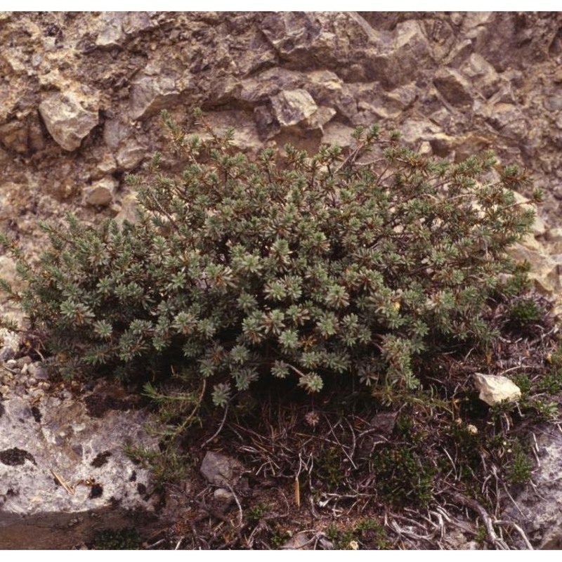 thymelaea dioica (gouan) all. subsp. dioica