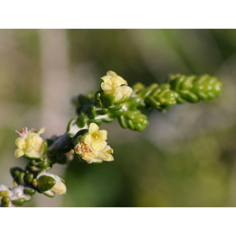 thymelaea hirsuta (l.) endl.