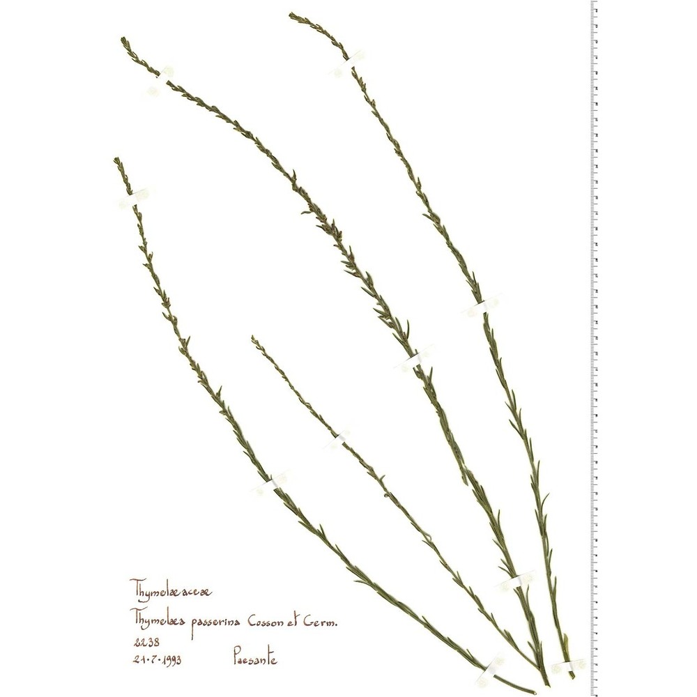 thymelaea passerina (l.) coss. et germ.