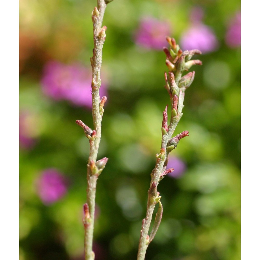 thymelaea passerina (l.) coss. et germ.