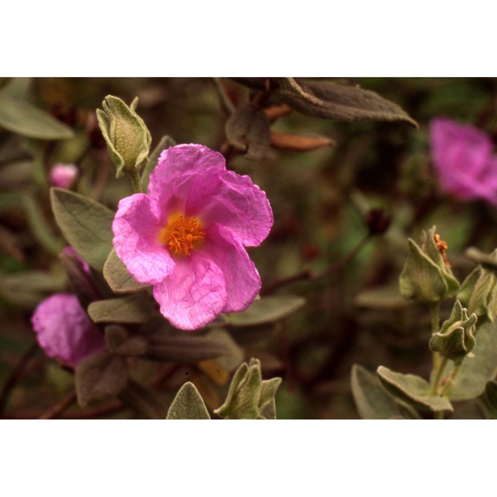 cistus albidus l.