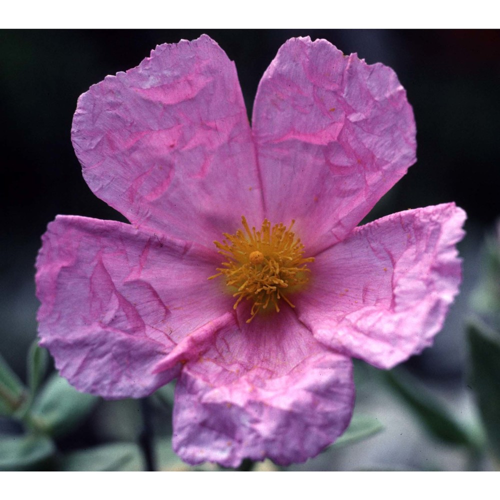 cistus albidus l.