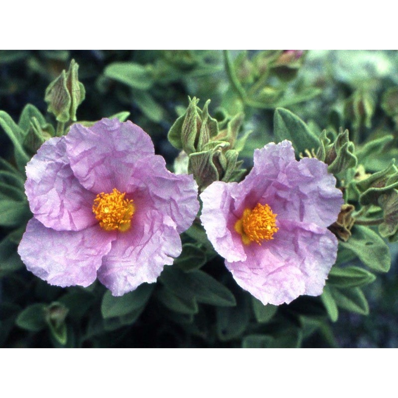 cistus albidus l.