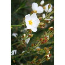 cistus clusii dunal