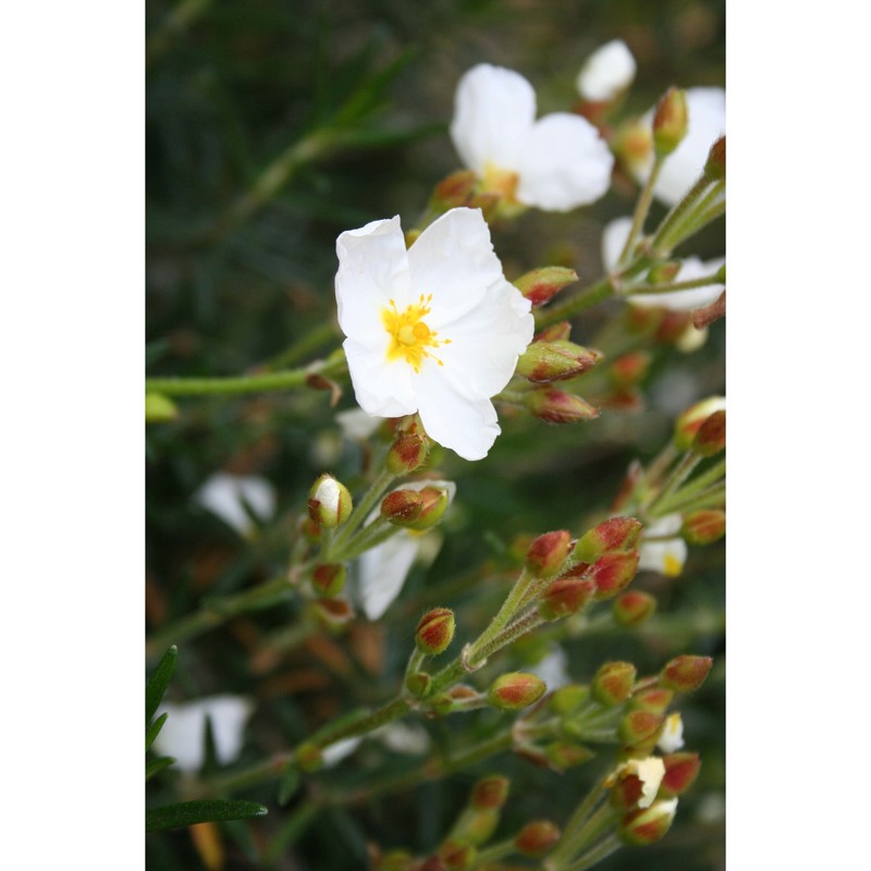 cistus clusii dunal