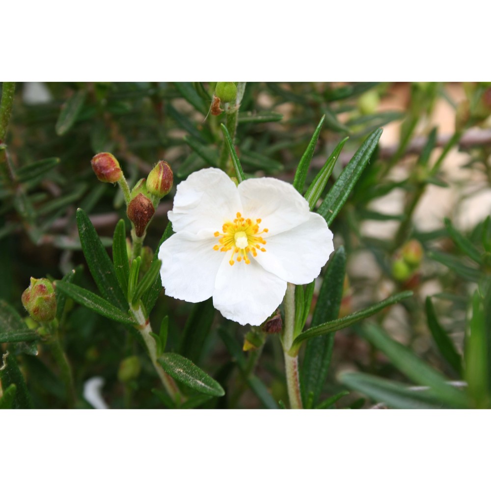 cistus clusii dunal