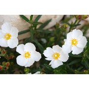 cistus clusii dunal