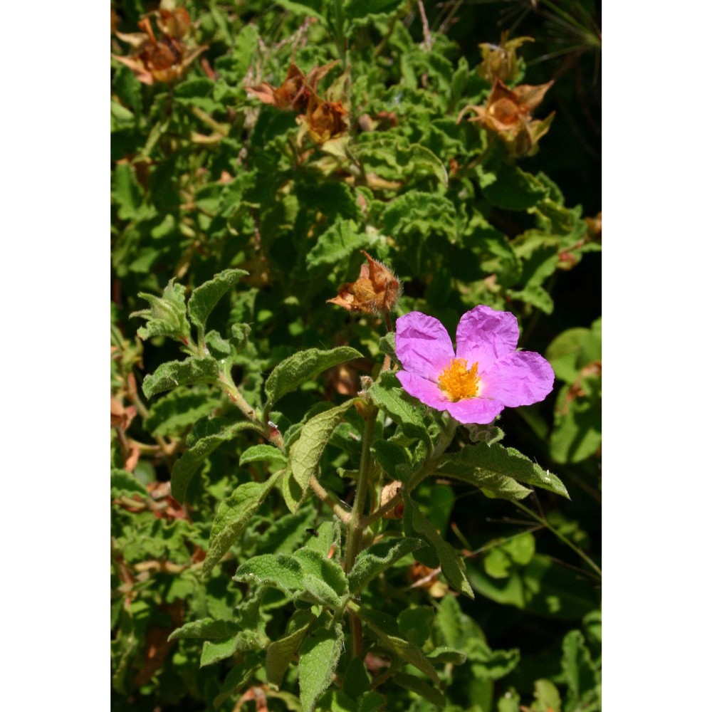 cistus creticus l.