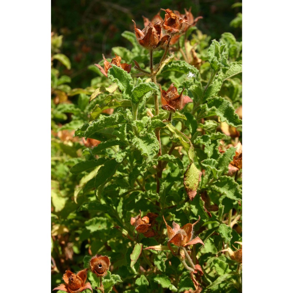 cistus creticus l.