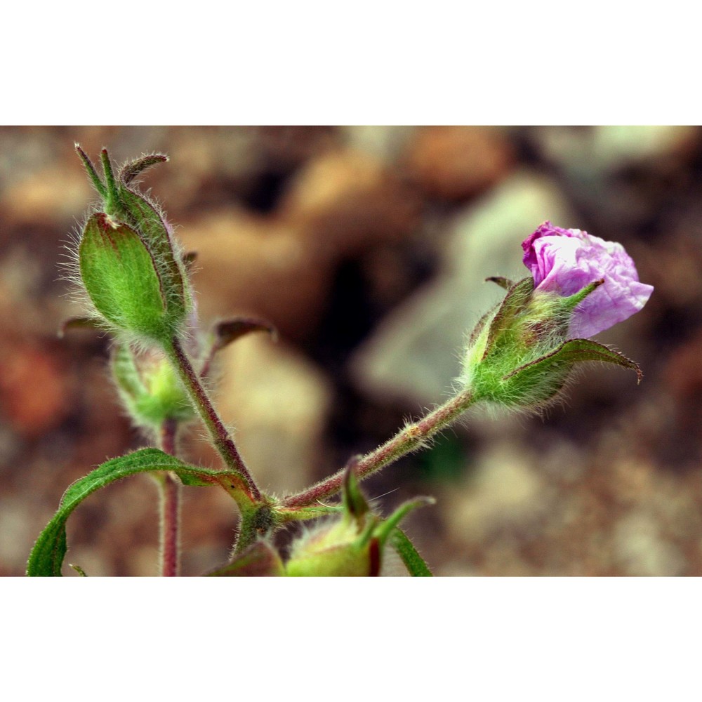 cistus creticus l.