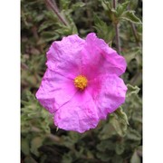 cistus crispus l.