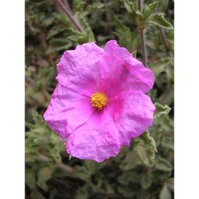 cistus crispus l.