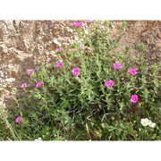 cistus crispus l.