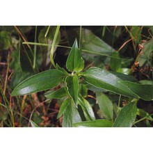 cistus laurifolius l.