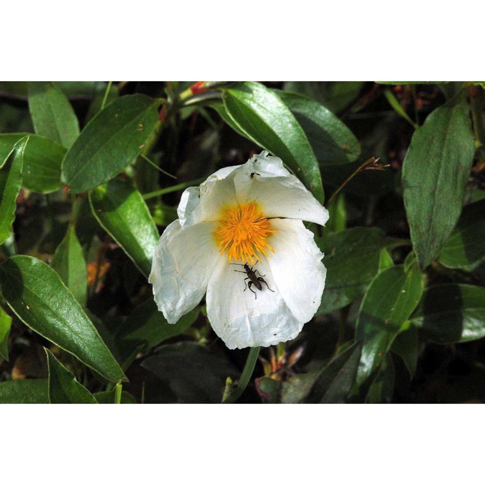 cistus laurifolius l.