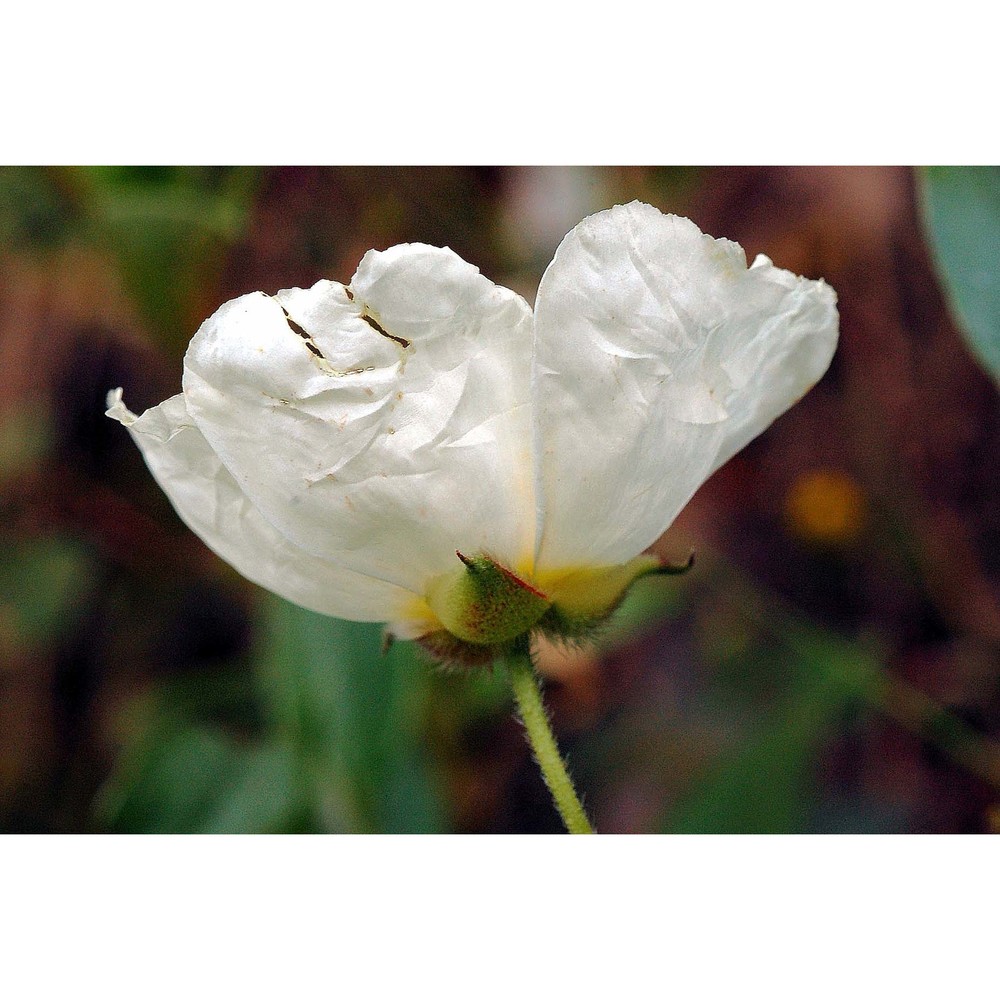 cistus laurifolius l.