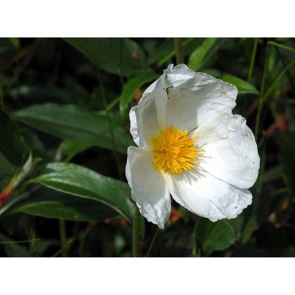 cistus laurifolius l.