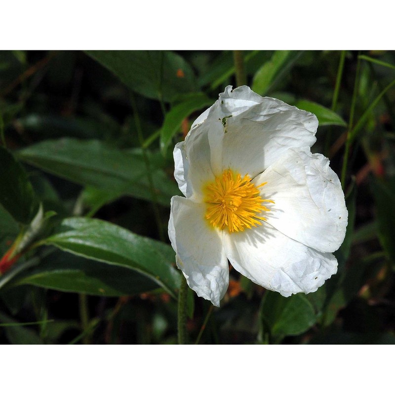 cistus laurifolius l.