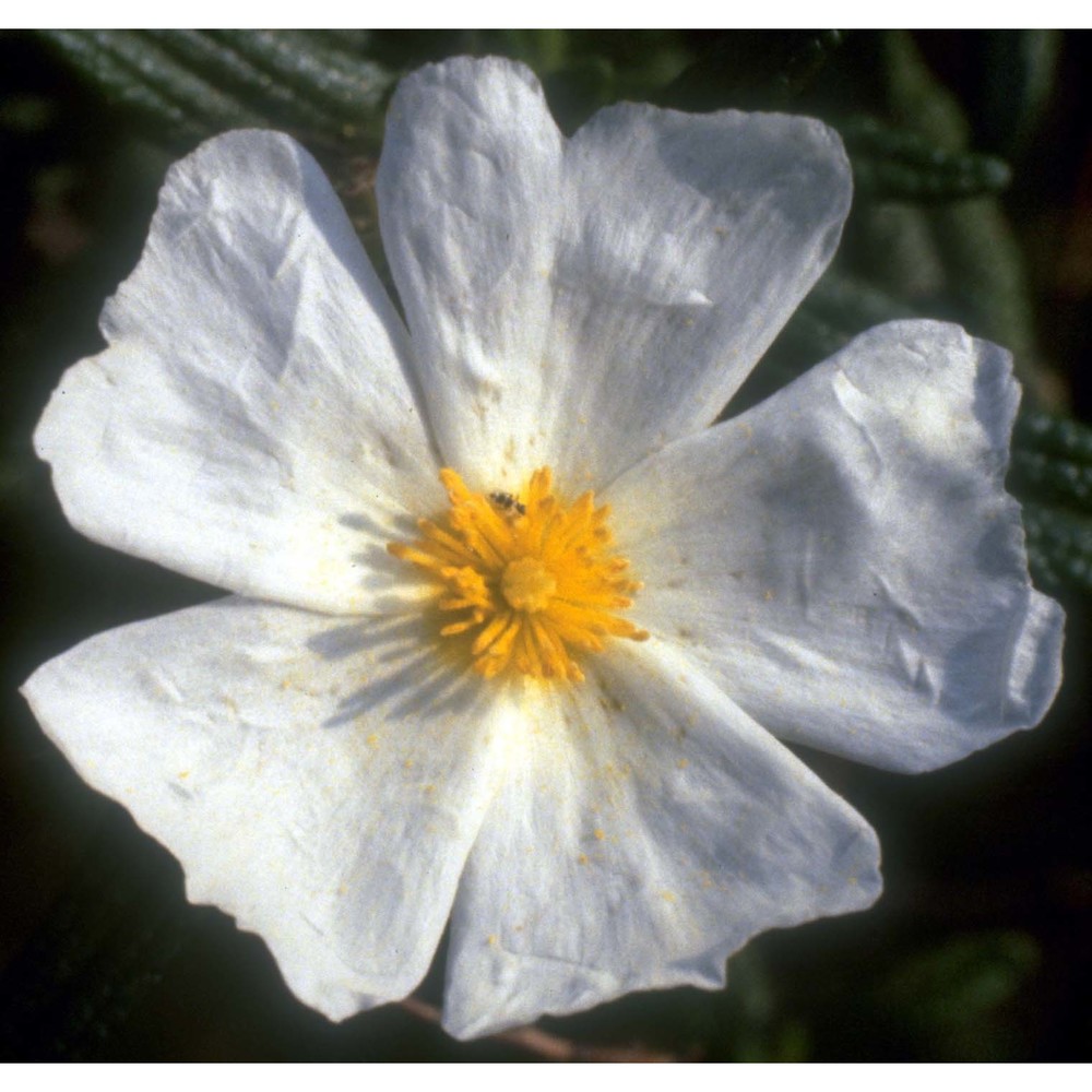 cistus monspeliensis l.